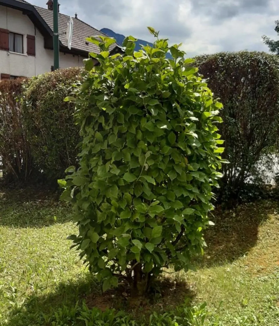 Les Jardins De La Tournette, Entre Lac Et Montagnes, Appartement Charmant Avec Terrasse Et Jardin Saint-Jorioz France